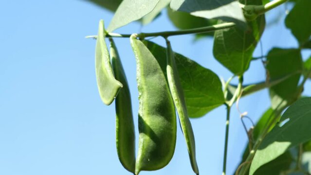 Phaseolus on the vine. Images lima bean.
