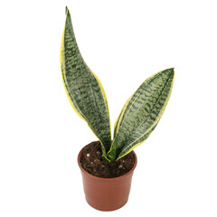 sansevieria in a pot