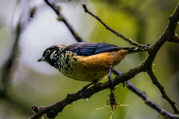 spangle-cheeked Tanager