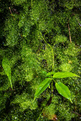 green leaves in the forest