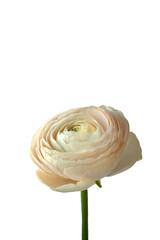 Flower Ranunculus