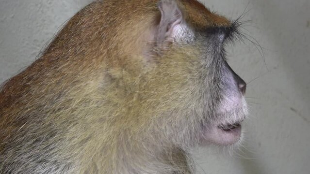 The patas monkey (Erythrocebus patas), also known as the wadi monkey or hussar monkey