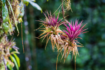flower of a thistle