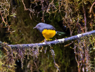 blue blackbird