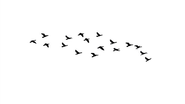 png flock of birds flying in sky isolated clear background