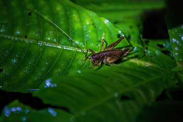 grasshopper on a leaf