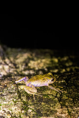 frog in the pond