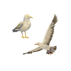 A set of two white gulls. Watercolor illustration of seabirds. Collection Island. Albatross in the sky. A flying bird, big and gray. Cartoon style. Summer motif. Suitable for postcards, pack, design