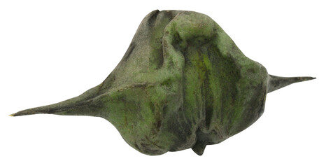 Naklejka premium Water chestnut