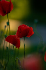 Beautiful Red Poppies. Poppy rhoeas in Soft Light. Flower symbol of remembrance day of warld wars. Never Again.