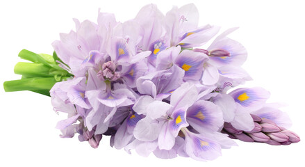 Fototapeta na wymiar Water Hyacinth flower