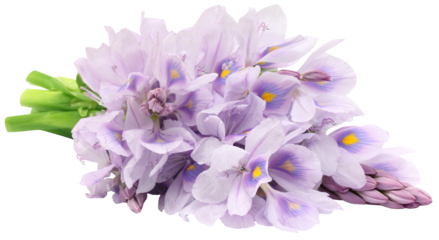 Water Hyacinth flower