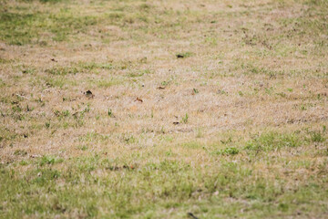 Weeds in lawn with poor care