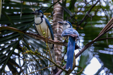White-throated Magpie-Jay