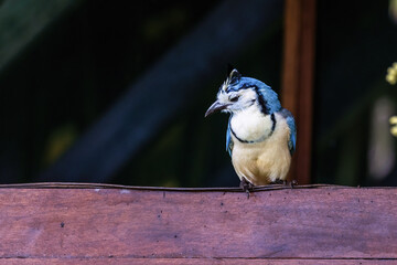 White-throated Magpie-Jay
