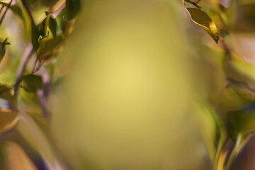 Nature view of blurred greenery background under golden sunlight with copy space