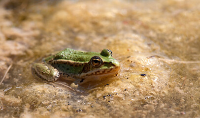 Green frog on the water in the pond.
