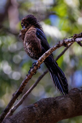 Great Tailed Grackle