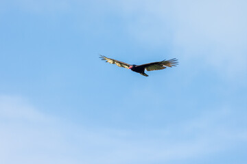 Turkey Vulture