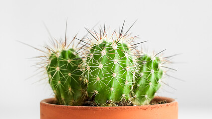 Close-up of a triple cactus on a white background.