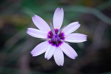Soft closeup on the colorful blue-purple Cupid's dart flower, Catananche caerulea