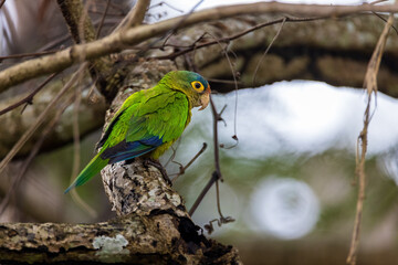 Orange fronted Parakeet