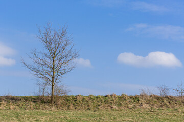Fototapeta na wymiar Single tree against blue bright clouds, sunny weather
