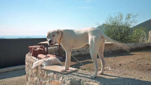 Happy dog wags its tail. 4k footage UHD 3840x2160 