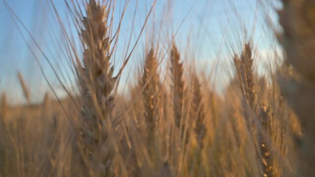 Wheat colossus in the evening. 4k vidoe footage in slow motion