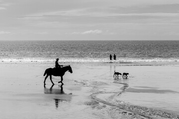 horse on the beach