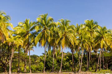 Fototapeta premium palm trees on the beach