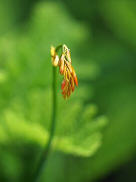Crocosmia Aurea (Falling Stars), single flower bud on long stem with blurred background
