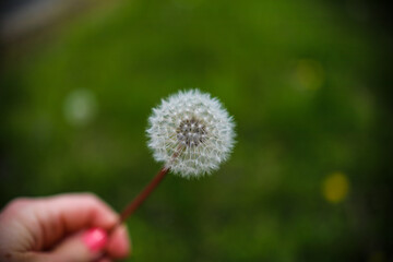 Fototapeta premium dandelion in the garden