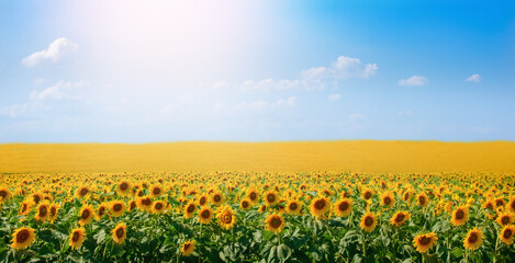 Sunflower field under the blue sky on sunny day. Rich harvesting concept 
