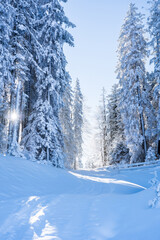 Winter forest in Seefeld, Austria