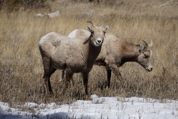 Big Horn Sheep 1 