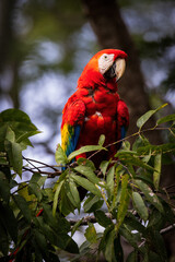 macaw parrot