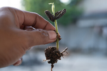 Close-up of a man's hand holding a growing cacao plant seed with roots, Concept of nature,...