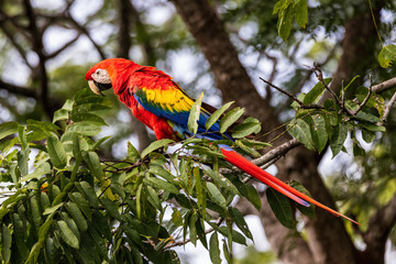 macaw parrot