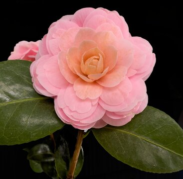 Beautiful pink flower of japanese camellia with dark background