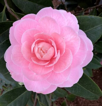 Beautiful pink flower of japanese camellia with dark background