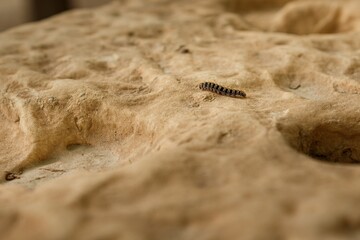 Close up caterpillar on the sand stone
