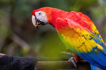 macaw parrot