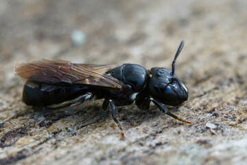 Closeup on a small black carpenter bee, Ceratina cucurbutina