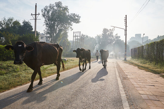 Delhi, India - people and cows going on with their business on a road in Delhi in early morning fog
