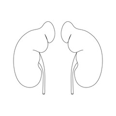 Kidney in one line of style on a white background. The internal human organ, nephrology, medical services.