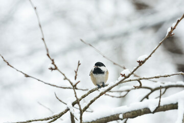 A chickadee sitting on branch