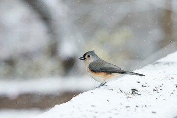Tufted Titmouse with sunflower seed