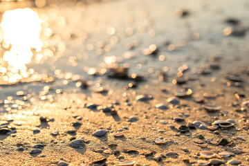 Sea shells on sand