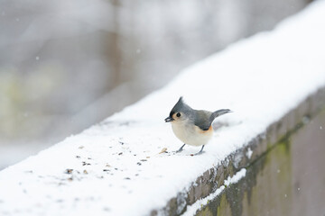 A tufted titmouse eating sunflower seeds